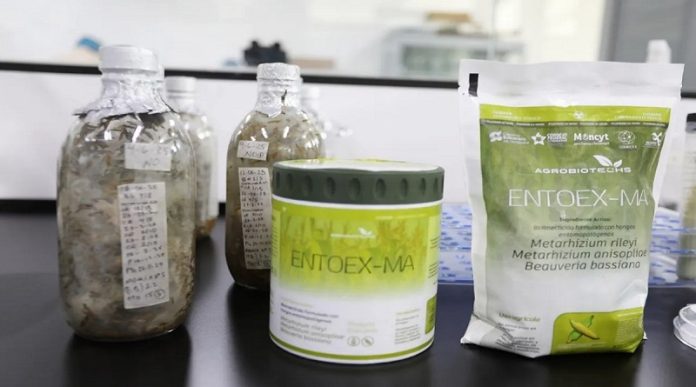 Entoex-Ma bioinsecticida contra el mal de Chagas creado en Venezuela