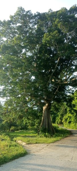 Marihsela-zarcillos-caminata 3