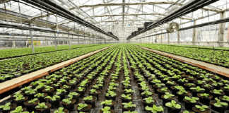 11 millones de plantas