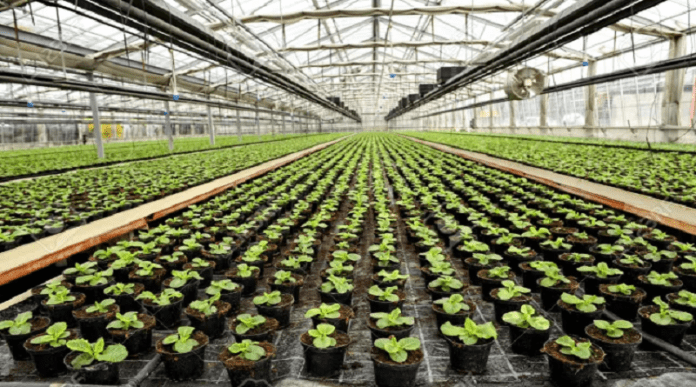 PLANTAS 11 millones de plantas