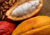 Se reporta un aumento de la producción de cacao a un 10% en Venezuela