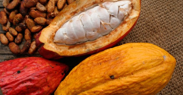 Se reporta un aumento de la producción de cacao a un 10% en Venezuela