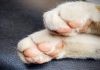 ¿Por dónde sudan los gatos? Los gatos