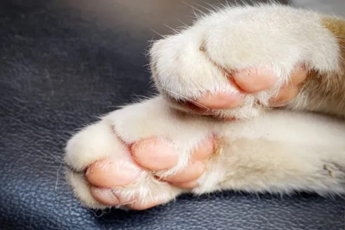 a Los gatos