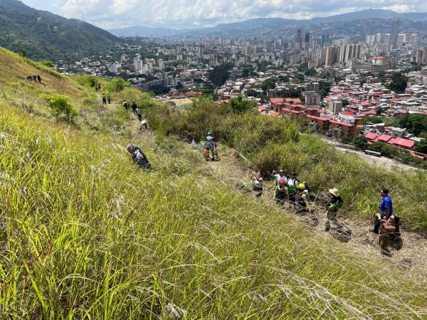 Más de 74 mil plantas sembradas en jornada masiva de reforestación