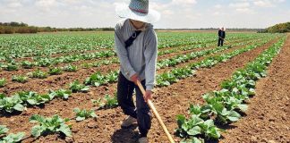 Carabobo Productores