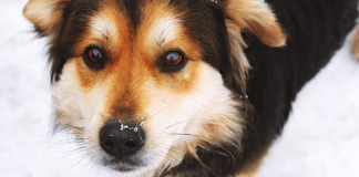 Los bigotes en los perros