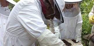 producción de abejas reinas