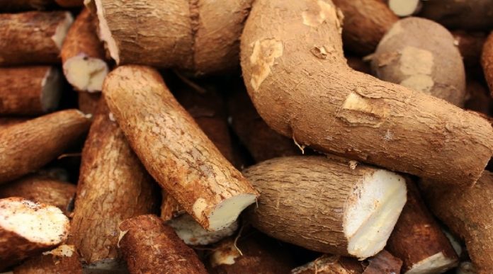 yuca La yuca