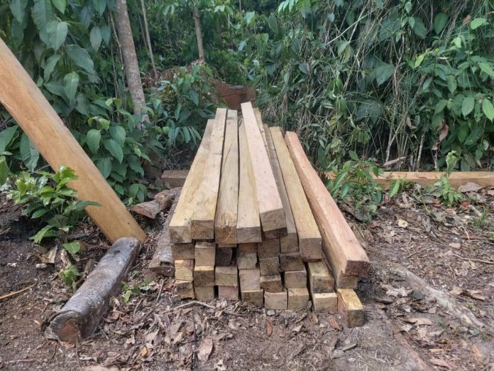 incautaron lotes de madera aserrada