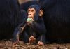 Científicos chinos ralentizan el envejecimiento de primates por primera vez en la historia retrasar el envejecimiento