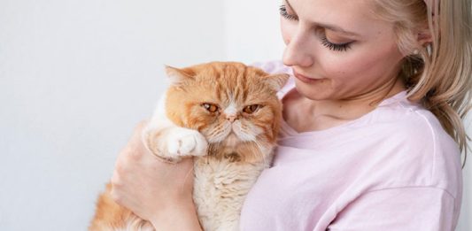 Demencia en gatos 8 señales de alerta