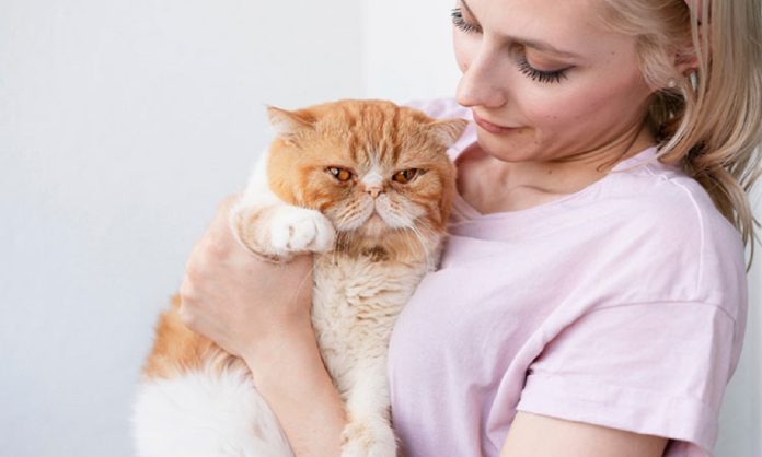 Demencia en gatos 8 señales de alerta Demencia en gatos 8 señales de alerta