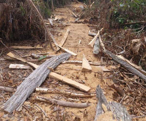 incautaron lotes de madera aserrada