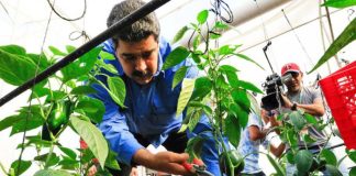 agricultores venezolanos