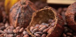 cacao venezolano