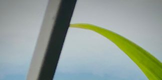flor al viento desde ventana-Amanaú