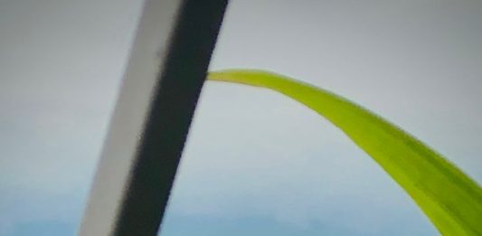 flor al viento desde ventana-Amanaú