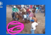 Caso de maltrato animal