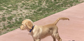 la cola de los perros