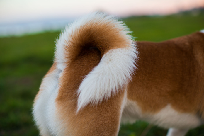 La cola de los perros