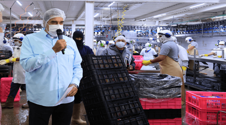 Más 90 mil pollos por día es la producción avícola en el estado Miranda Más 90 mil pollos por día es la producción avícola en el estado Miranda