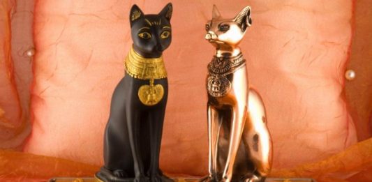 Los gatos