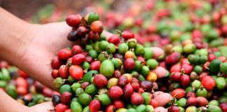 Encuentro Internacional de Cafés