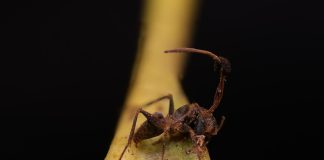 Ophiocordyceps