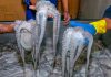 Venezuela exporta más de medio millón de productos del mar al continente europeo Venezuela exporta más medio millón de productos del mar al continente europeo