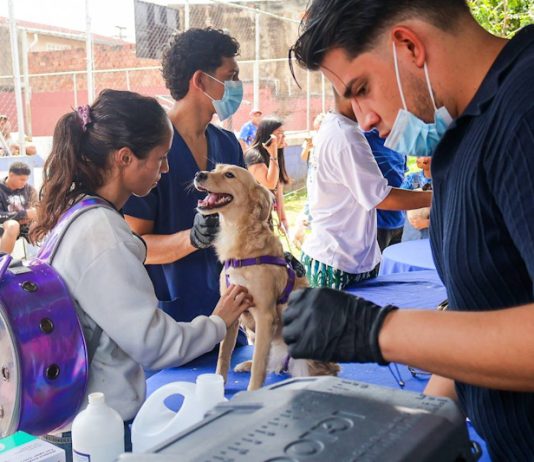 Jornada veterinaria