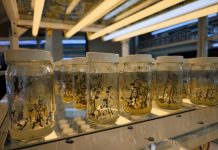 Cebisa único laboratorio de semillas tipo II en el mundo