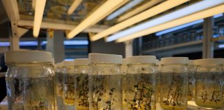 ¿Lo sabías? El único laboratorio de semillas Tipo II en el mundo queda en Venezuela Cebisa único laboratorio de semillas tipo II en el mundo