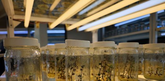 Cebisa único laboratorio de semillas tipo II en el mundo