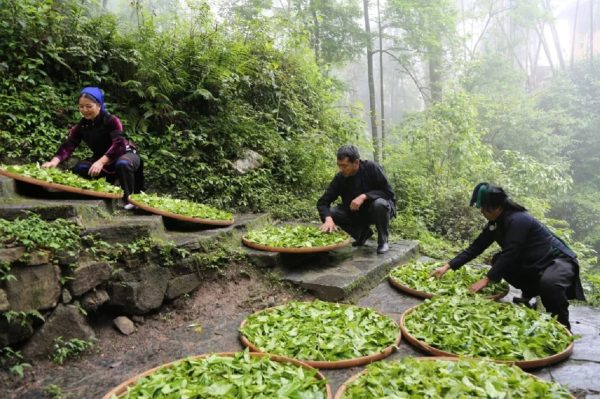 Conoce los beneficios del té para reducir el envejecimiento