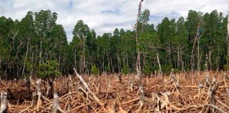 La deforestación se desaceleró