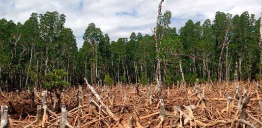La deforestación se desaceleró