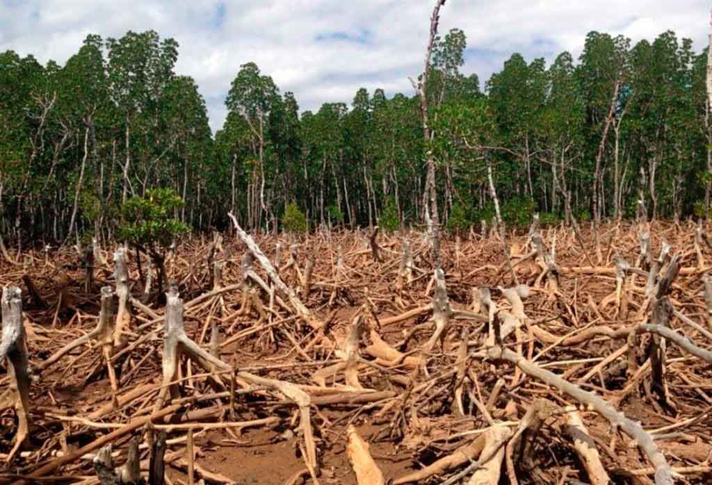 La deforestación se desaceleró La deforestación se desaceleró