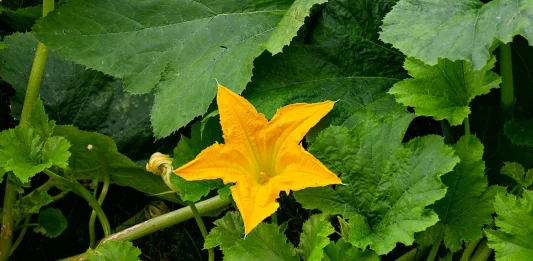 La flor de calabaza