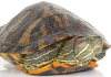 Las tortugas domésticas