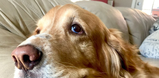 CANAS EN PERROS