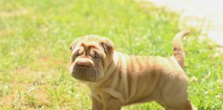 la obesidad y el sobrepeso en mascotas