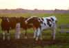 ¿Sabías que las vacas tienen mejores amigas y sufren si las separan?