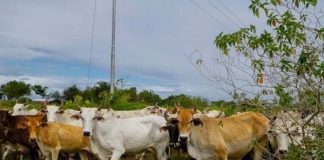 1500 reses Brahman