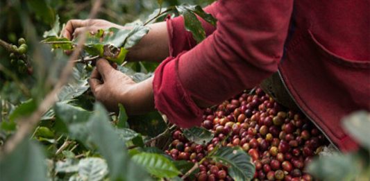 Venezuela prevé incremento de 40% de la producción nacional del café