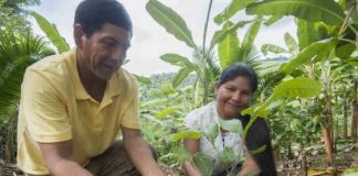 diplomado manejo agroecológico del cacao-Mincyt