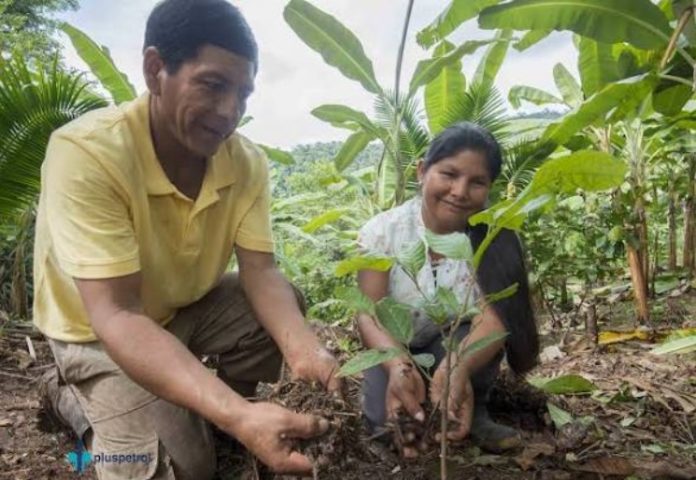 diplomado manejo agroecológico del cacao-Mincyt