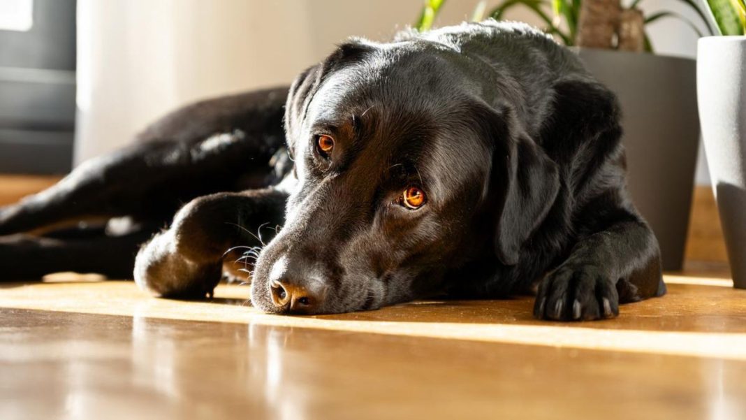 el sueño de los perros