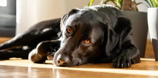 el sueño de los perros