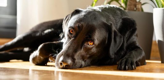 el sueño de los perros